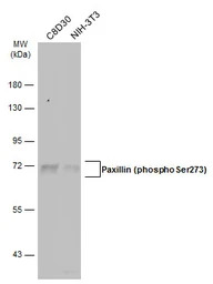 Paxillin (phospho Ser273) anti