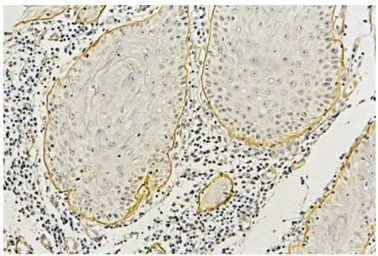 Laminin alpha 3B antibody [F7]