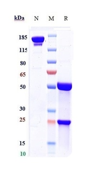 Anti-RSV-F Reference Antibody 