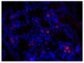 Rabbit Anti-Goat IgG antibody,