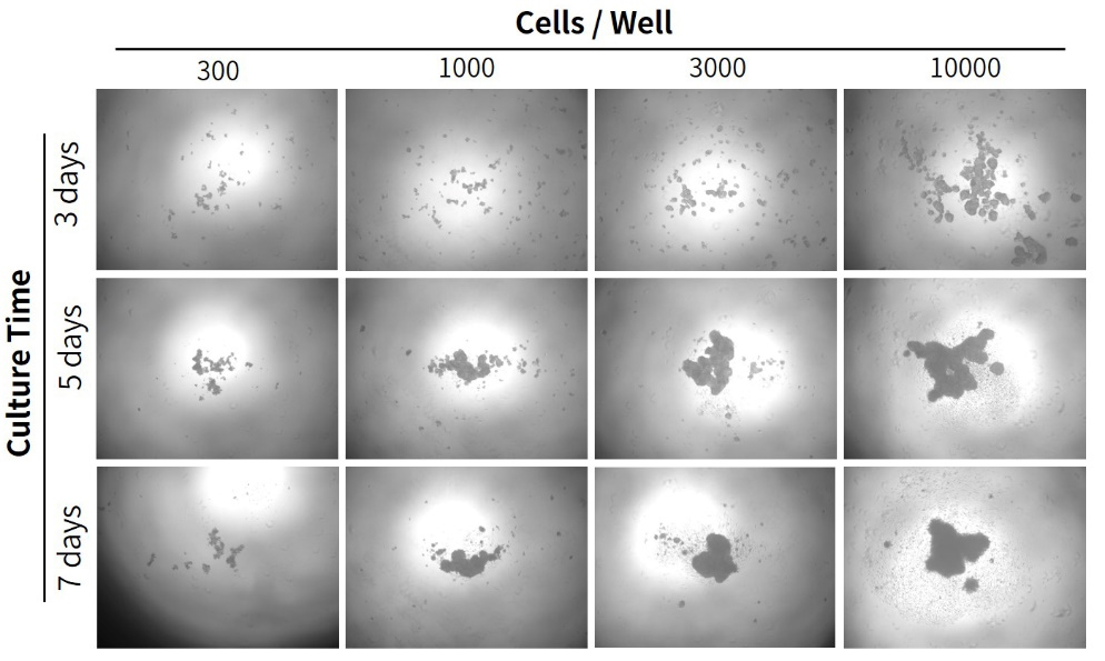 BeyoGold™超低吸附384孔板(平底带盖，独立包装)