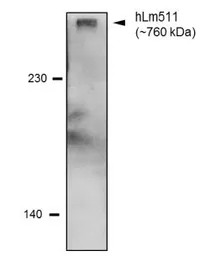 Laminin 511 antibody [12D]