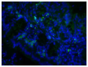 Rabbit Anti-Goat IgG antibody,