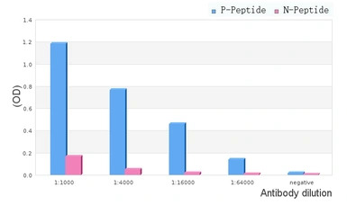 TIE2 (phospho Ser1119) antibod