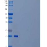 小鼠白介素7(IL7)重组蛋白C-6His