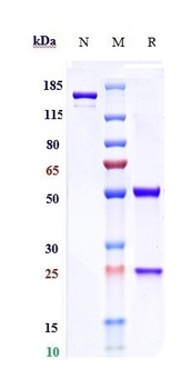 Anti-RSV-F Reference Antibody 