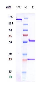 Anti-CSF1R / M-CSFR / CD115 Re