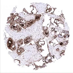 Mesothelin antibody [MSVA-235M