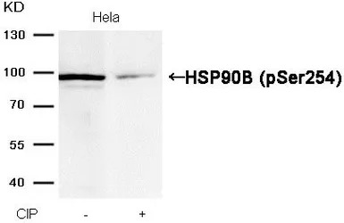 Hsp90 beta (phospho Ser254) an