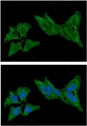TXN2 antibody [AT1B1]