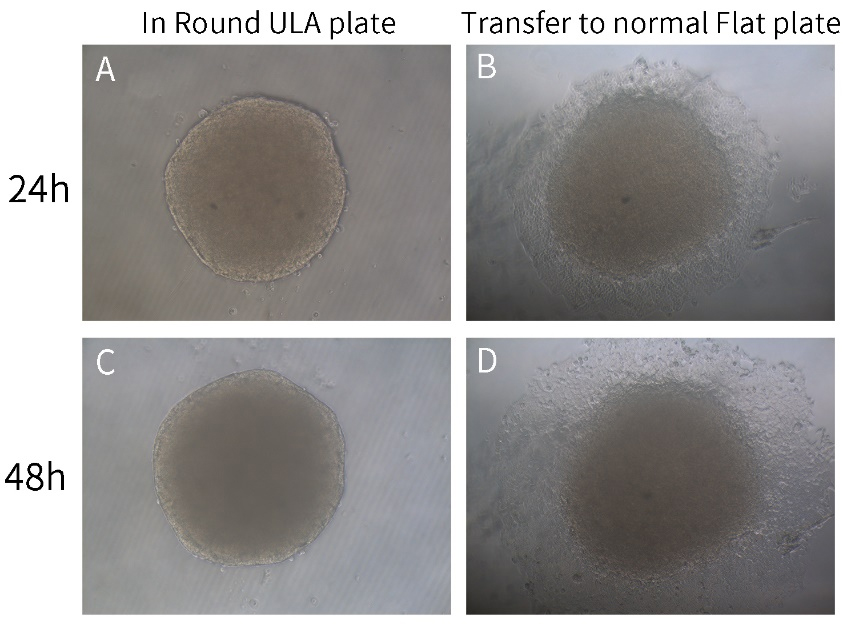 BeyoGold™超低吸附384孔板(平底带盖，独立包装)