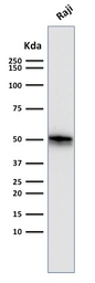 CD79a antibody [SPM550]