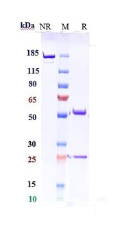 Anti-Complement C5 Reference A