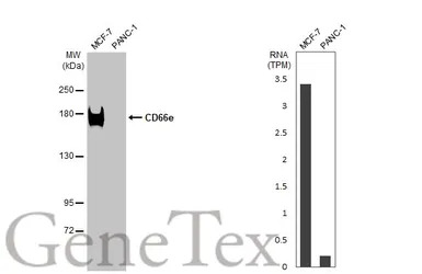CD66e antibody [HL2467]