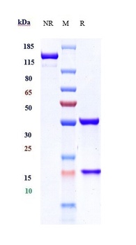 Anti-CD20 Reference Antibody 抗