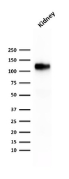 CDH16 antibody [rCDH16/1071]
