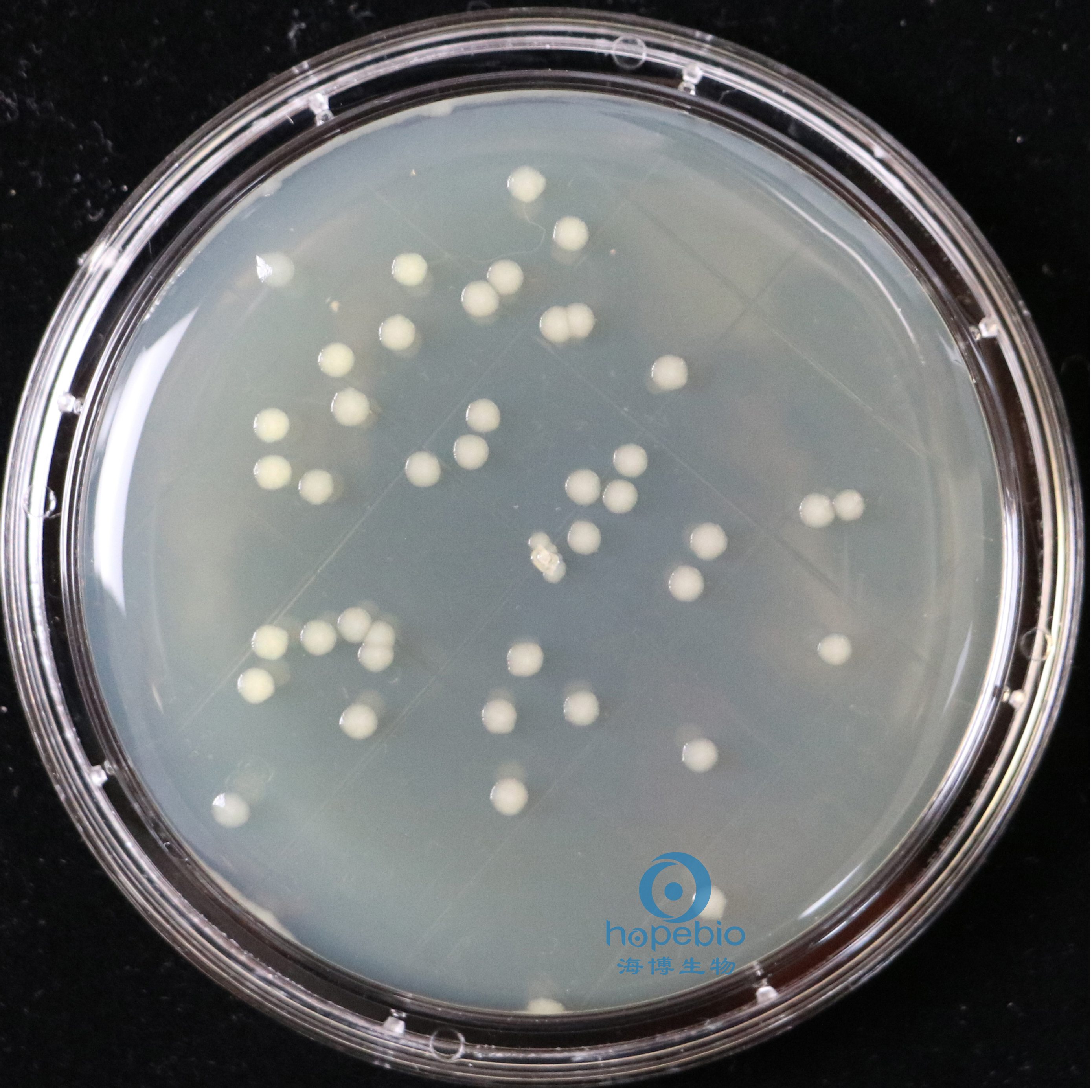 TSA表面接触皿7.5cm（含中和剂）