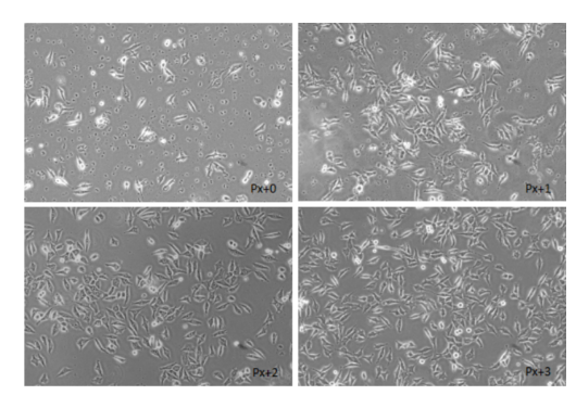 黑胶虫清除剂    2.png