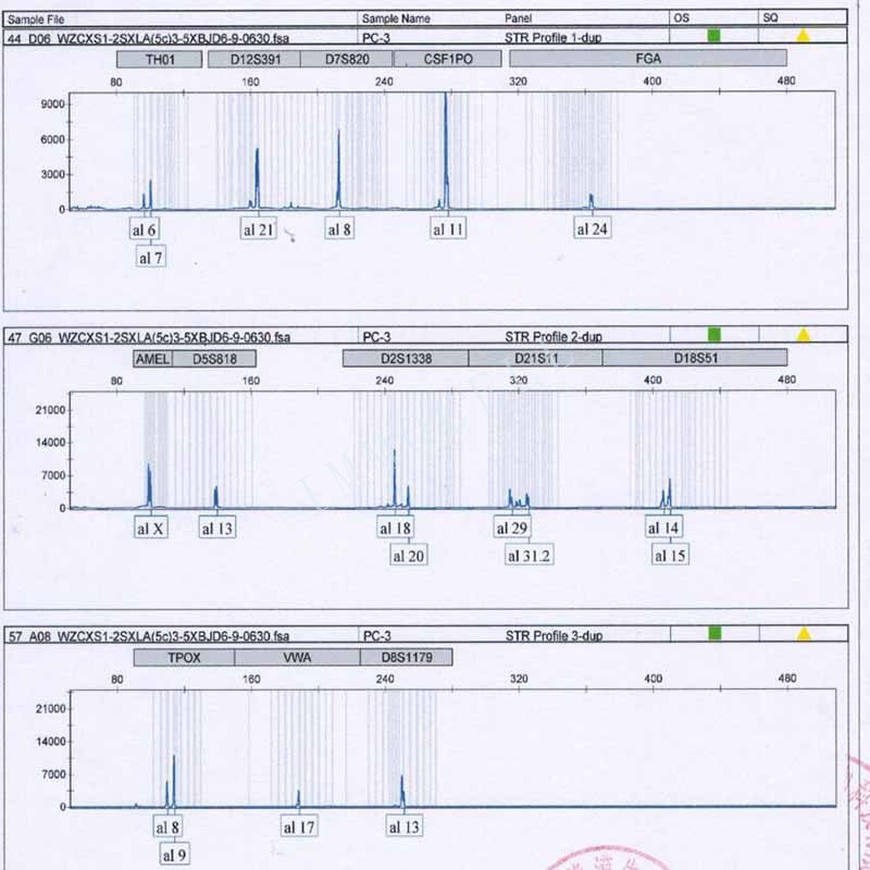 PC-3人前列腺癌细胞STR鉴定位点图片