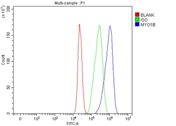 Anti-MYO1B Antibody 抗体，orb1786