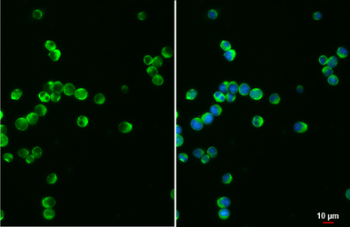 VAV1 antibody [GT557]