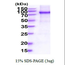 Human STAT3 protein, His tag