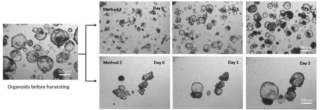 VitroGel® Organoid Recovery So
