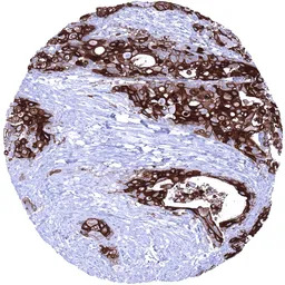 UPK1B antibody [MSVA-734M] His