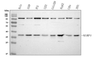 Anti-NUBP1 Antibody 抗体，orb1786