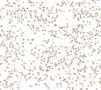 IgM Antibody 抗体，orb1806431，Bio