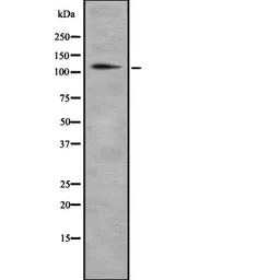 CD93 antibody