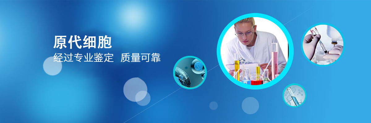 兔心肌成纤维细胞