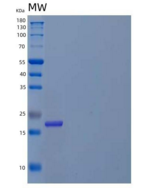 人d-酪氨酰tRNA重组蛋白