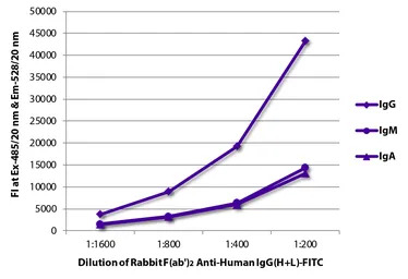 Rabbit Anti-Human IgG antibody