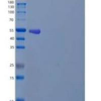 人蛋白质二硫键异构酶A3/PDIA3重组蛋白C-6His