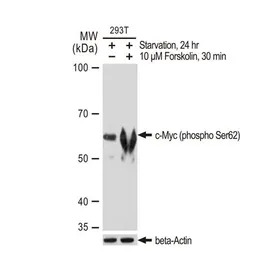 c-Myc (phospho Ser62) antibody