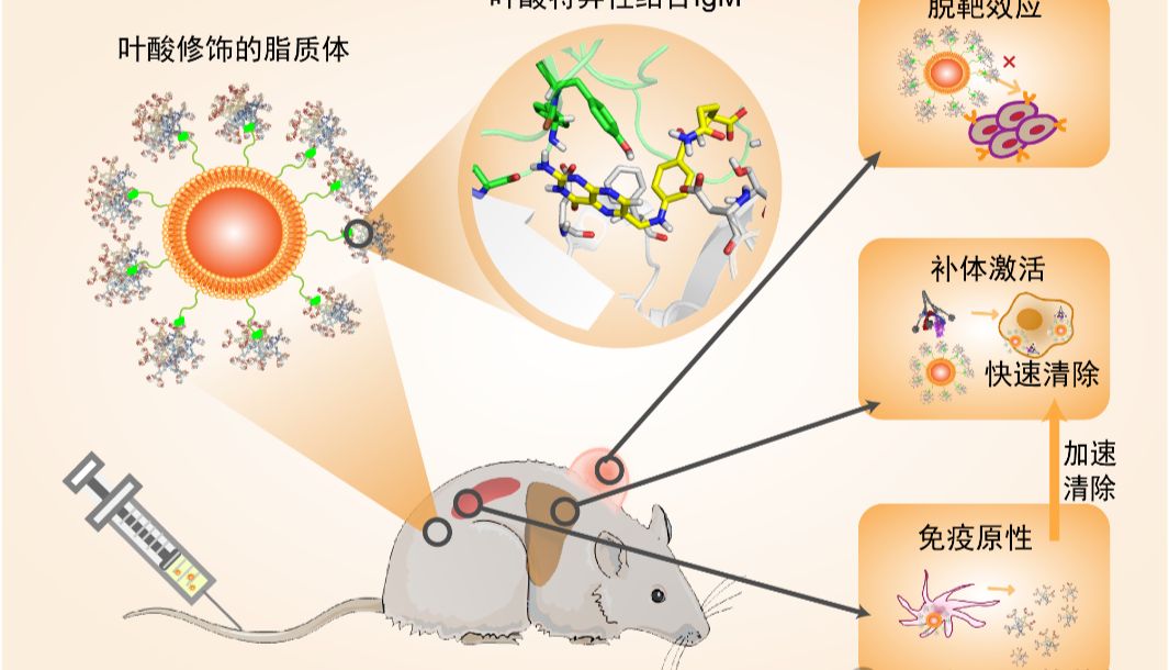 【文献分享】叶酸靶向纳米药物的反思与探索