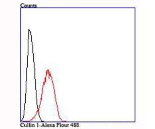 Cullin 1 antibody [JM72-30]