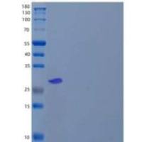 人成纤维细胞生长因子23(FGF23)重组蛋白C-6His