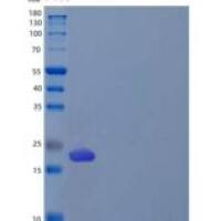 人骨髓蛋白聚糖/BMPG重组蛋白C-6His
