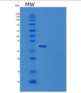 人胱天蛋白酶10(CASP10)重组蛋白C-6His
