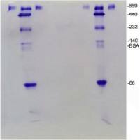 Native SDS PAGE检测技术服务