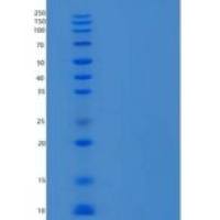 小鼠C-C基序趋化因子2/CCL2重组蛋白