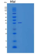 小鼠组织蛋白酶H(CTSH)重组蛋白