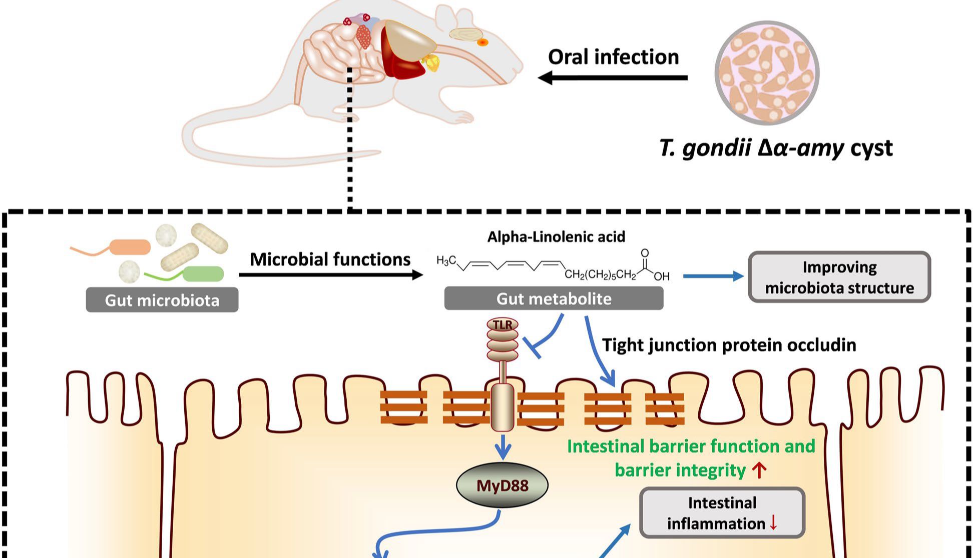 客户案例 | Microbiome：“吸猫”警告！弓形虫感染可引发致命性肠炎，这个肠菌代谢物或可治疗