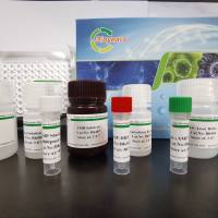 肾上/腺素(EPI)ELISA试剂盒