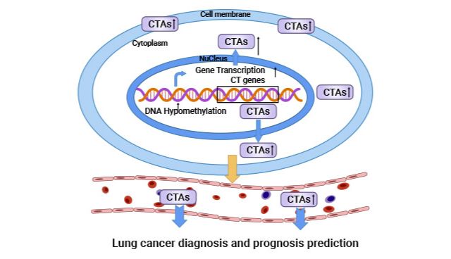 CT83/KK-LC-1蛋白：癌睾抗原CTAs家族潜力新秀，乳腺癌、肺癌、胃癌等肿瘤临床研究进行中！