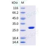 耐高盐核酸酶 (Animal-Free) | Salt Active SuperNuclease (Animal-Free)