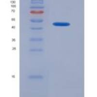 小鼠核因子κB受体激活因子配体(RANkL)重组蛋白
