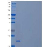 人促卵泡素β(FSHb)重组蛋白C-6His